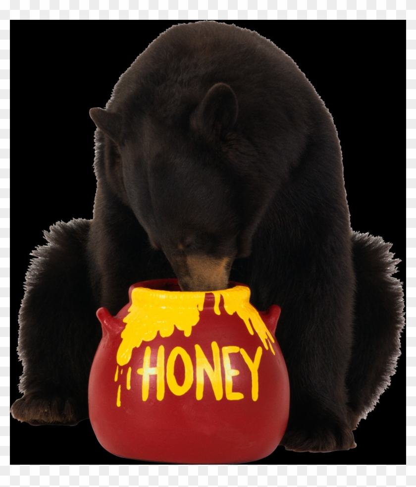 Bear Eating Honey Clipart #681935