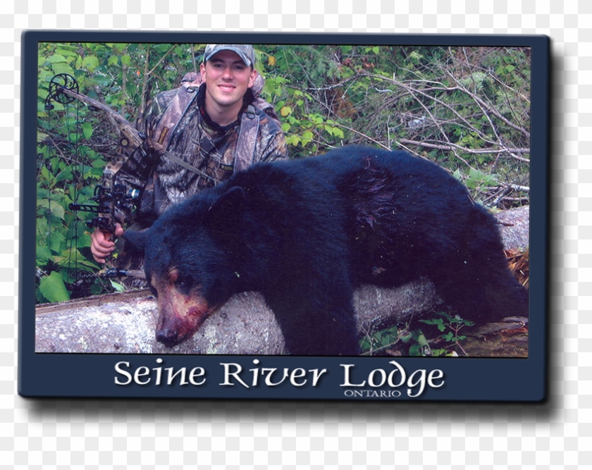 We Average 70 % Success Rate, But Flirt With 100% Each - American Black Bear Clipart #683273