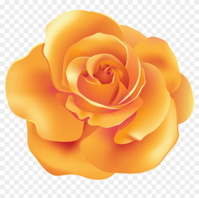 Free Png Download Orange Rose Png Images Background - Orange Transparent Roses Clipart