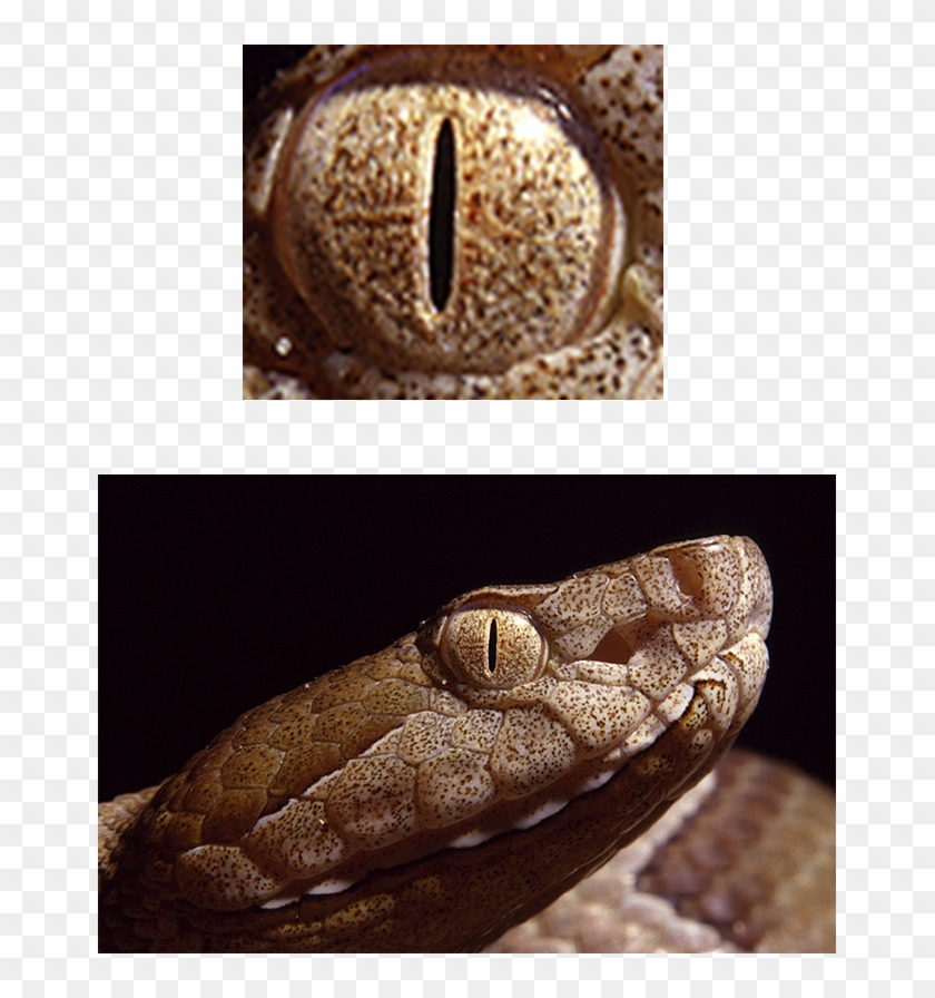 All Seeing Eye - Eyes Of A Serpent Clipart #686547