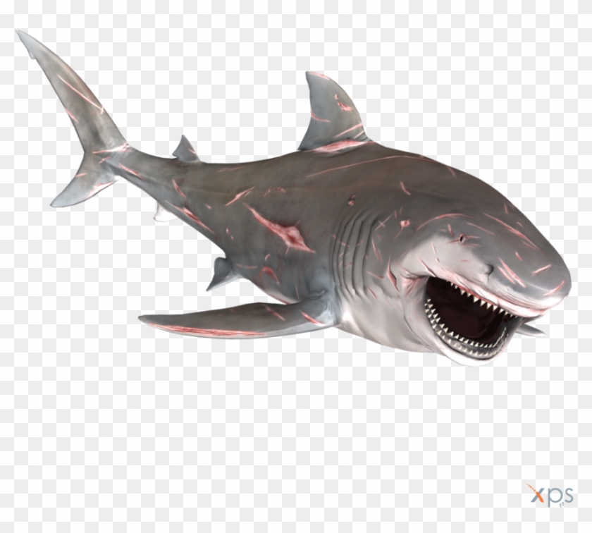 Bull Shark Png Graphic Transparent Stock Clipart #686997