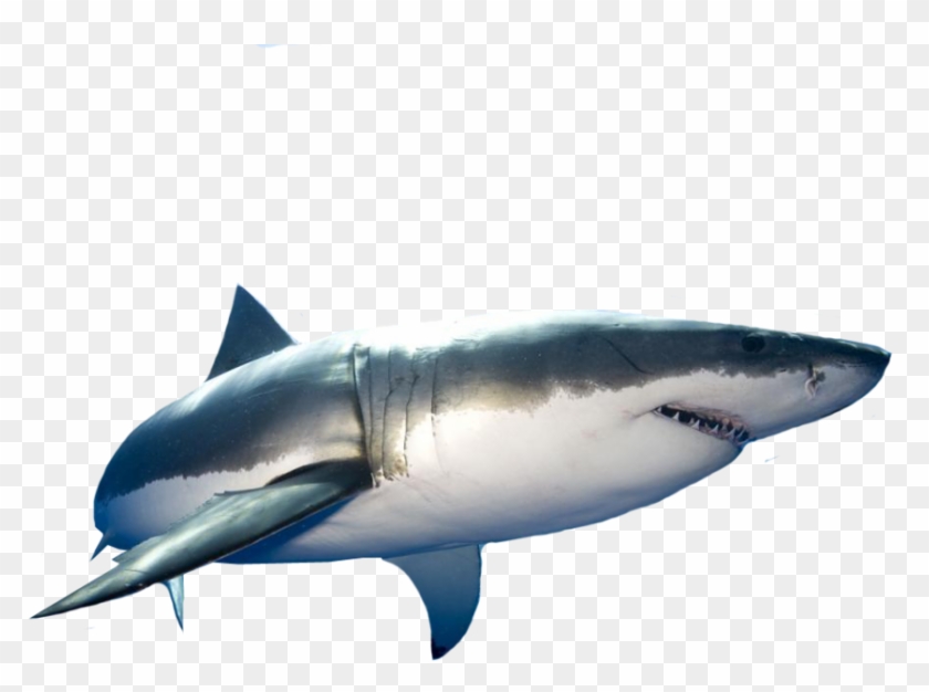 Great White Shark - Great White Shark Png Clipart #687078