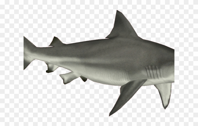 Great White Shark Clipart Aquatic Animal - Pez Tiburon En Png Transparent Png #687146