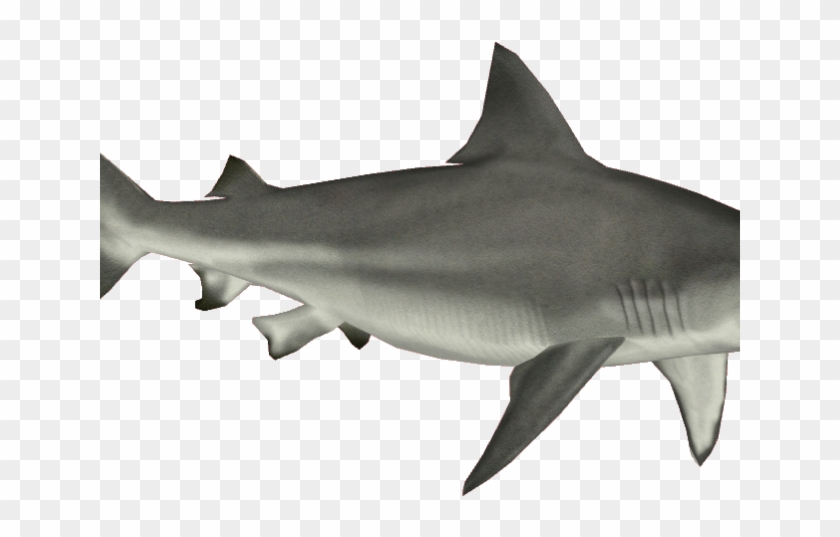 Great White Shark Clipart Aquatic Animal - Pez Tiburon En Png Transparent Png