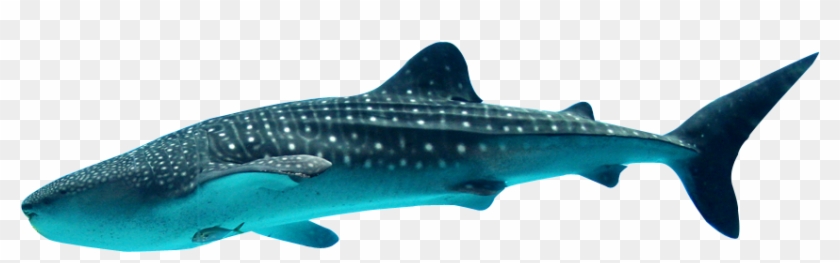 Great White Shark Clipart Whale Shark - Ocean City Whale Shark - Png Download #687536