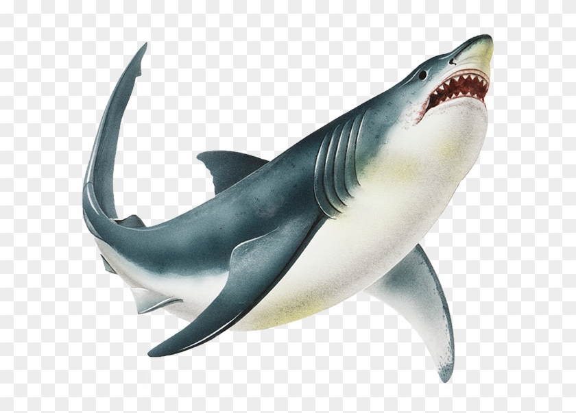 A Shark Always Has A Row Of Smaller Teeth Developing - Shark Png Clipart #687707