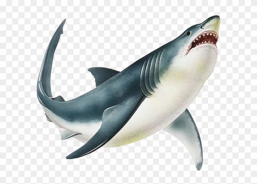 A Shark Always Has A Row Of Smaller Teeth Developing - Shark Png Clipart
