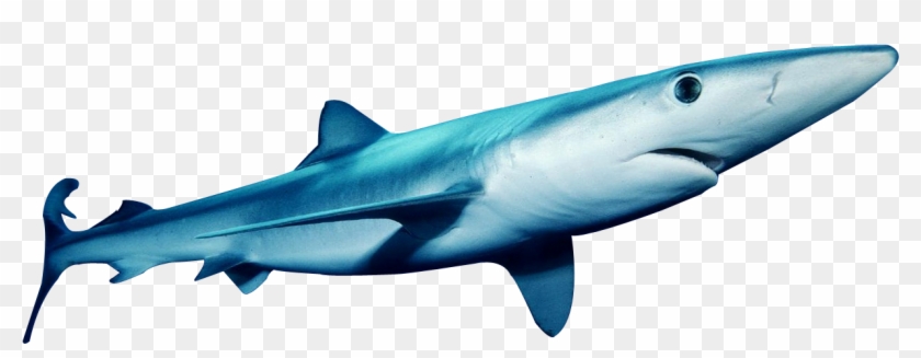Sharks Png Clipart #688030