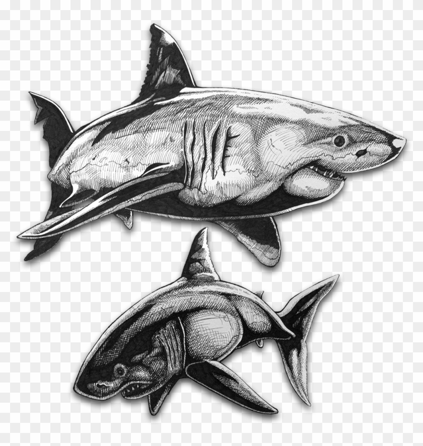 Great White Shark Illustration - Lamnidae Clipart #688279