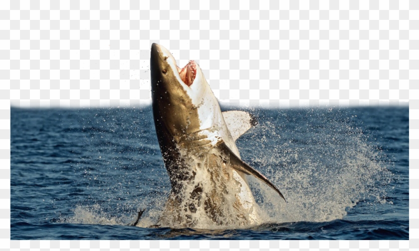 Great White Shark Megalodon Shark Attack Unmanned Aerial Clipart #688391