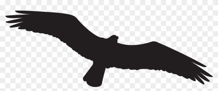 Osprey - Bird Black Transparent Clipart #689457