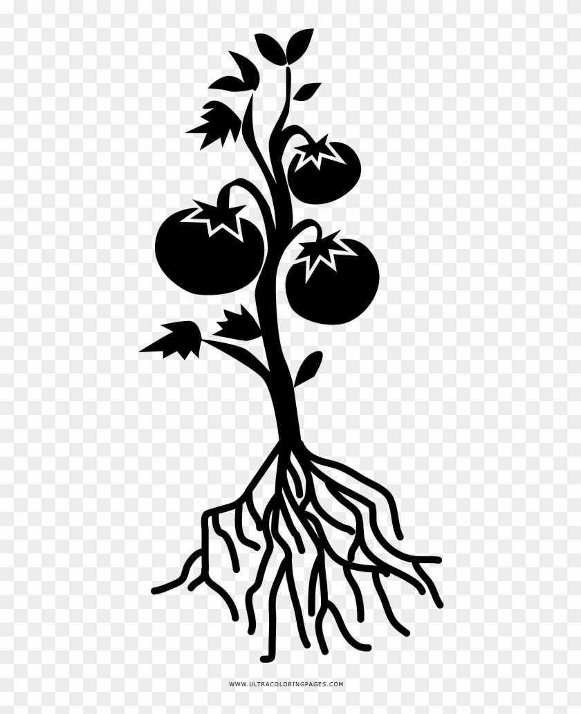 Tomato Plant Coloring Page - Black And White Tomato Plant Clipart #691851