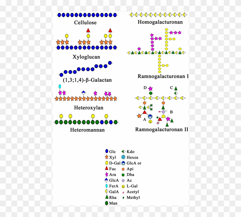 Schematic Representation Of Some Cell Wall Polysaccharides - Cell Wall Polysaccharides Clipart #691951