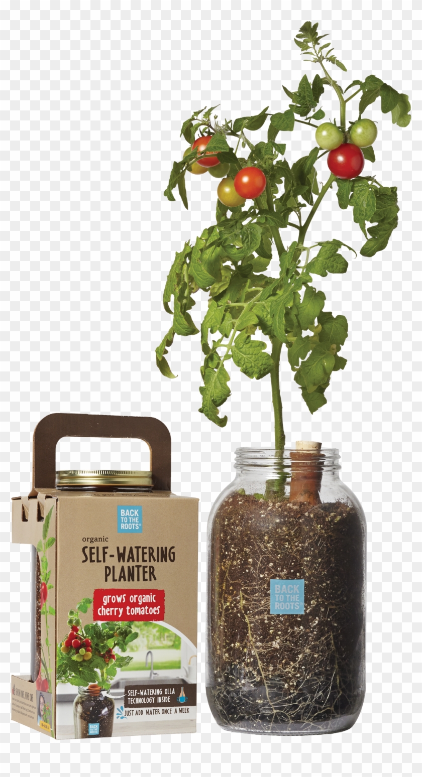 Case Of - Tomato Roots Clipart