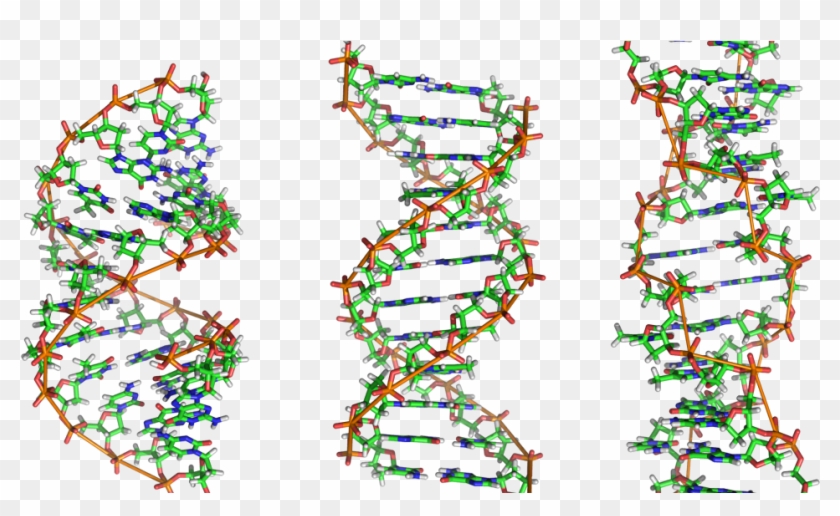 A Beautiful Microbe - Molecule Dna Clipart #692577