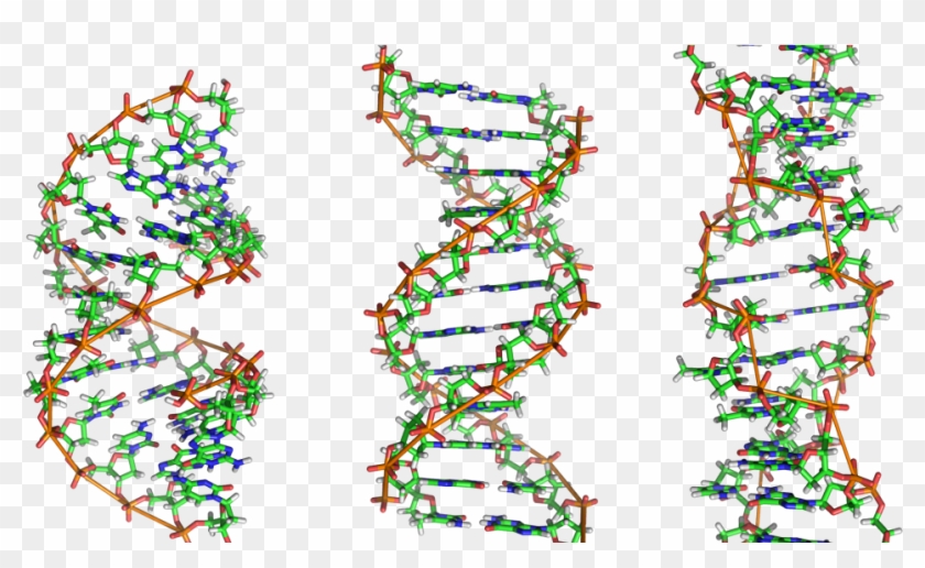 A Beautiful Microbe - Molecule Dna Clipart
