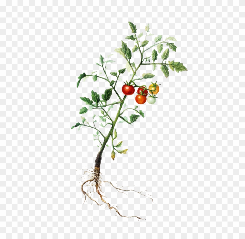 Tomatoplant - Rose Hip Clipart #692925
