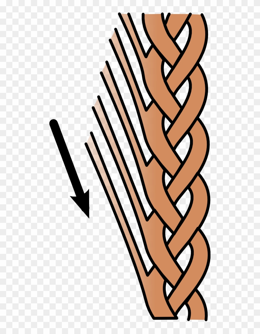 Lace Braid Graphic Clipart #693170