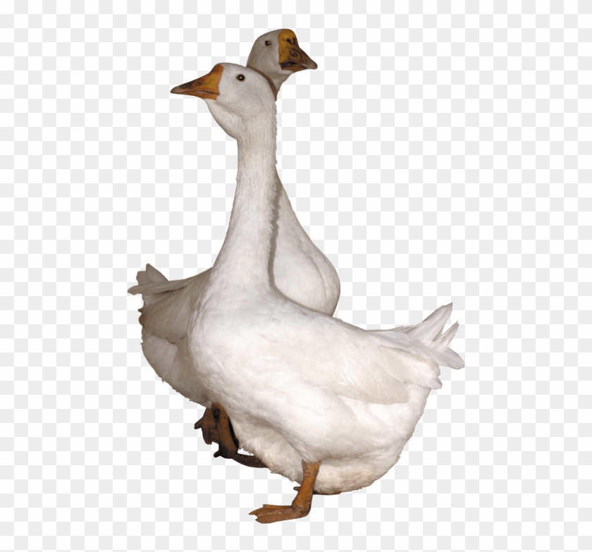 Free Png Goose Png Images Transparent - Gooses Png Clipart #695563