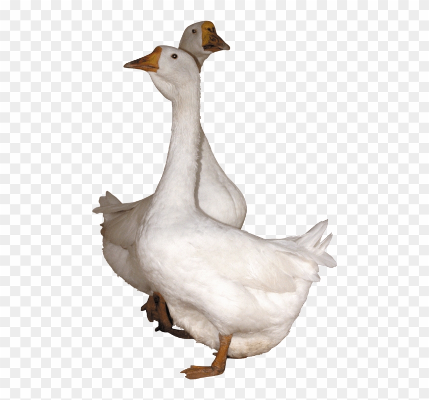Free Png Goose Png Images Transparent - Gooses Png Clipart