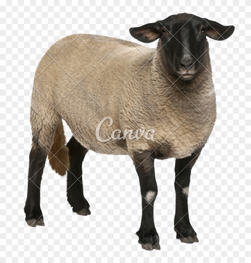 Holstein Friesian Cattle Sheep Suffolk Ovis Orientalis - ヒツジ サフォーク Clipart #695655