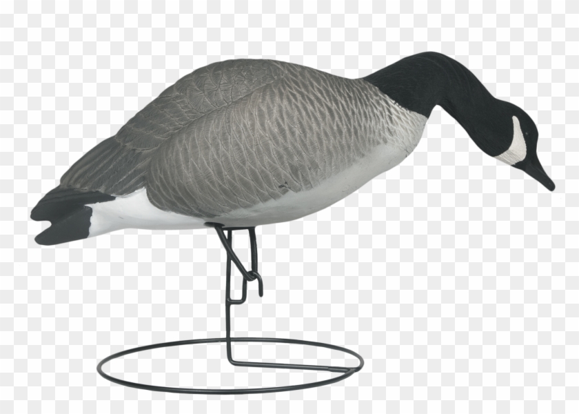 2048 X 2048 5 - Canada Goose Clipart