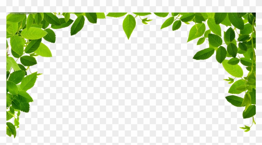 1920 X 1024 12 - Leaves Border Clipart Png Transparent Png