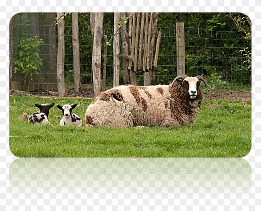 Patriarch S Sheep Discovered Clipart #696335