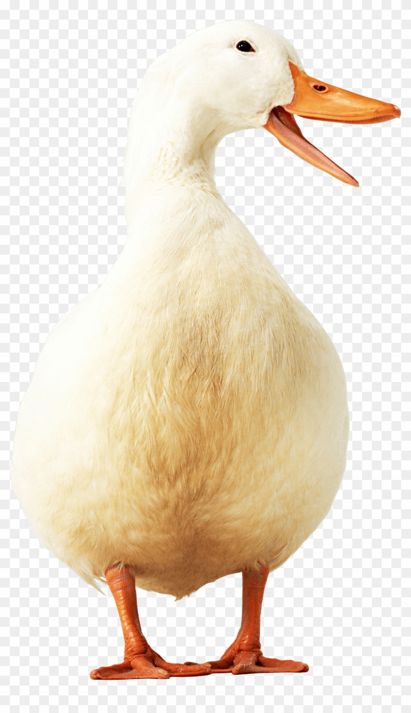 Free Png Goose Png Images Transparent - Boca De Un Pato Clipart #696751