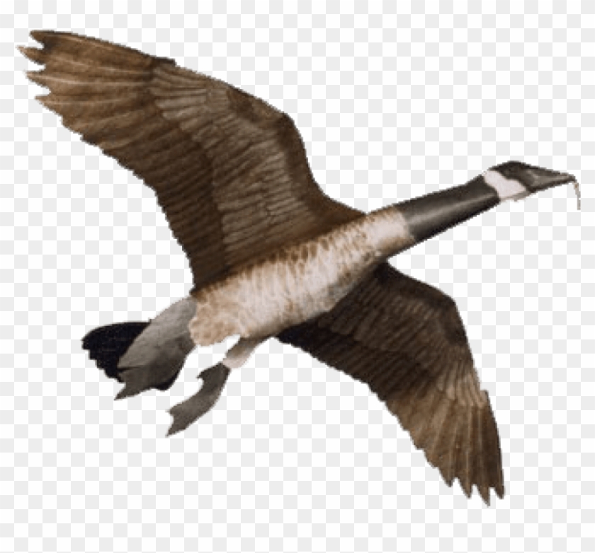 Free Png Download Goose Png Images Background Png Images - Goose Kite Clipart