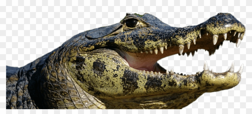 Caiman Open Mouth - Spectacled Caiman Clipart