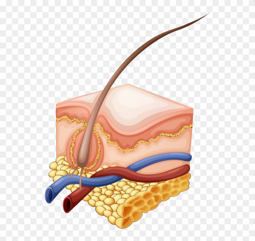 Chemistry Of Hair Color - Hair Follicle No Labels Clipart