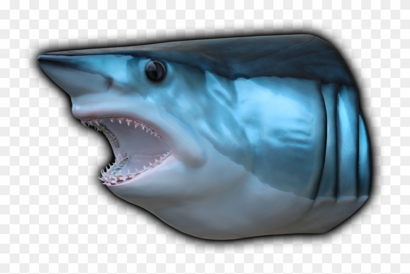 800 X 544 5 - Great White Shark Clipart #698117
