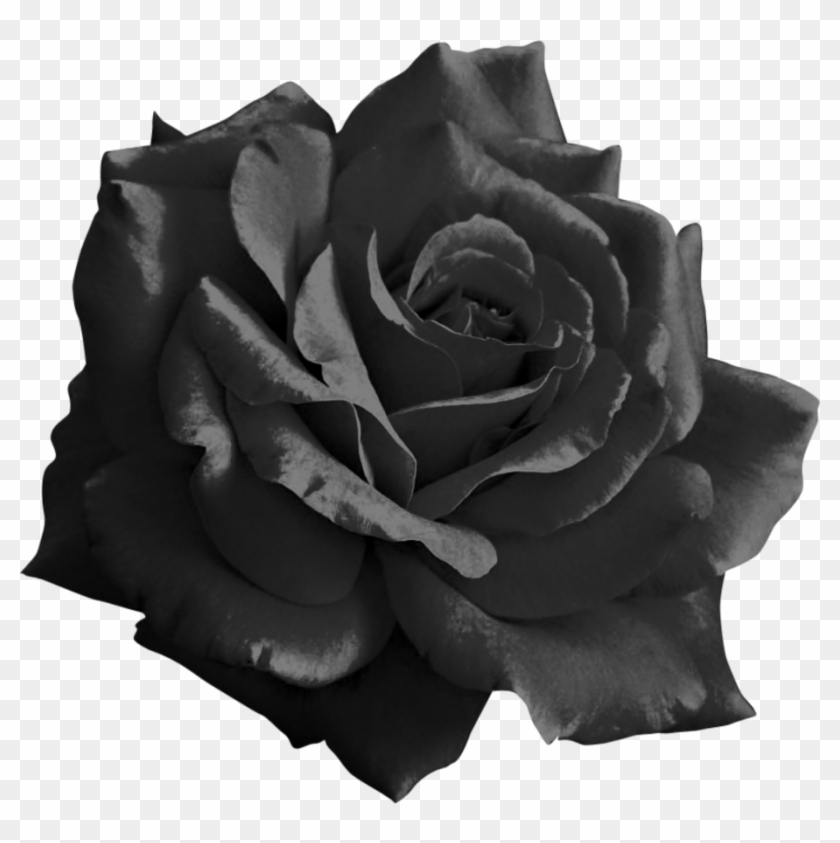 Black Rose Png - Transparent Black Rose Png Clipart