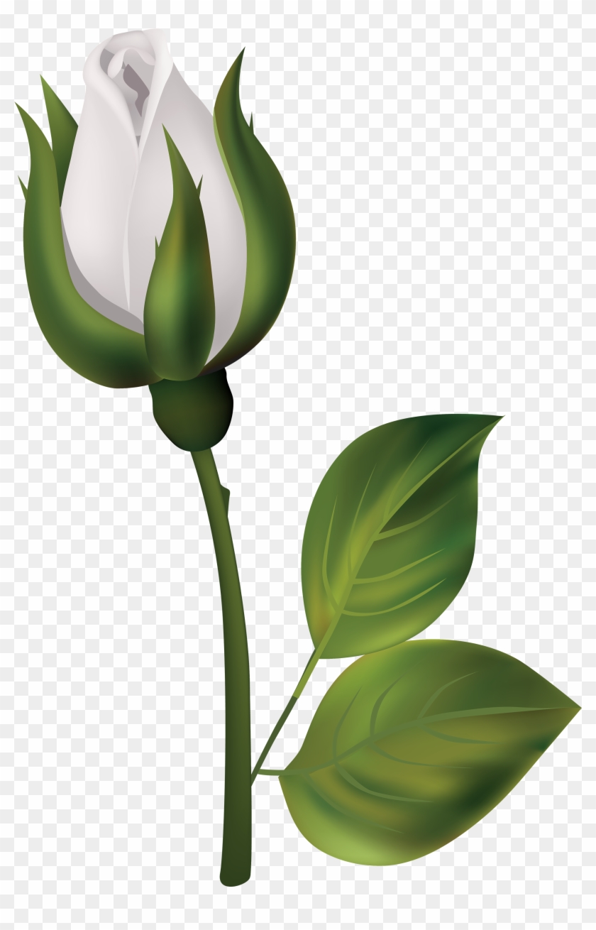 White Rose Bud Png Clipart - Bud Png Transparent Png