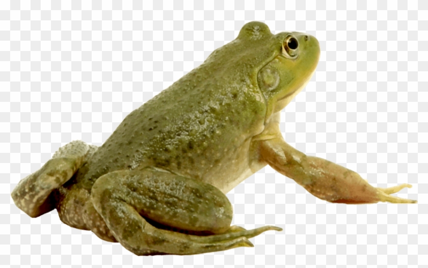 Free Png Download Frog Png Images Background Png Images - Frog Examples Clipart