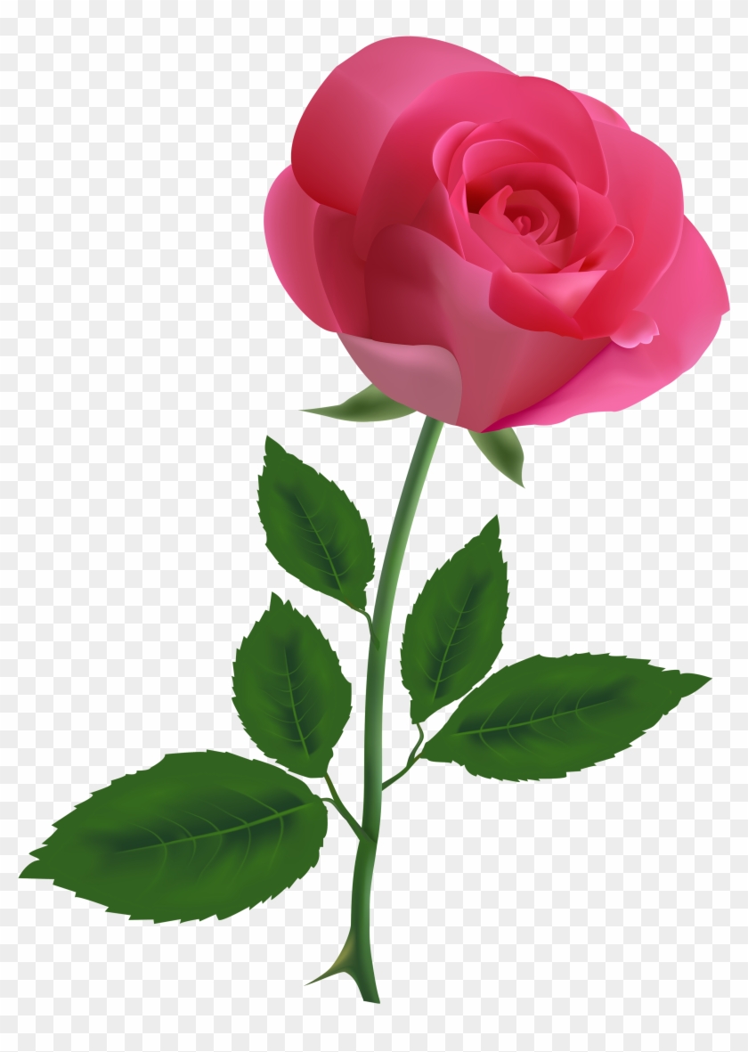 Homey Idea Rose Clipart Single Red Png Image Roses - Pink Rose Clipart Png Transparent Png #72883