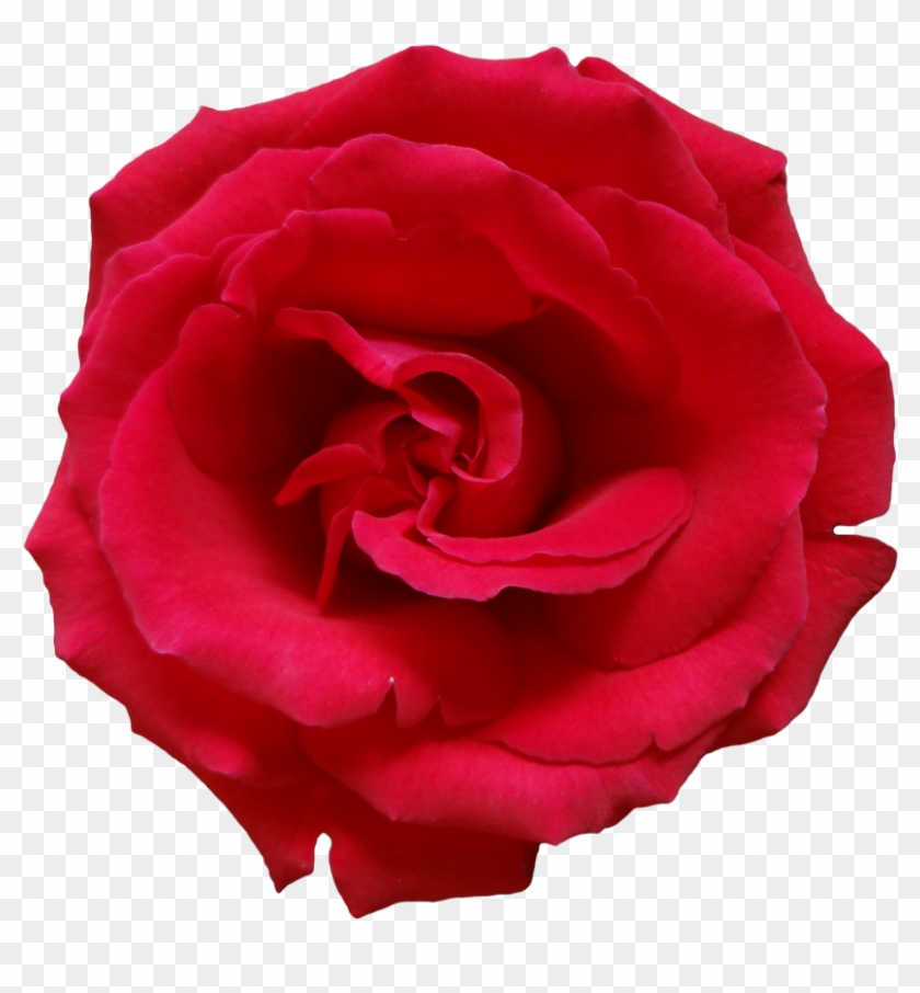 Rose Png Flower Images, Free Download - Transparent Background Roses Png Clipart