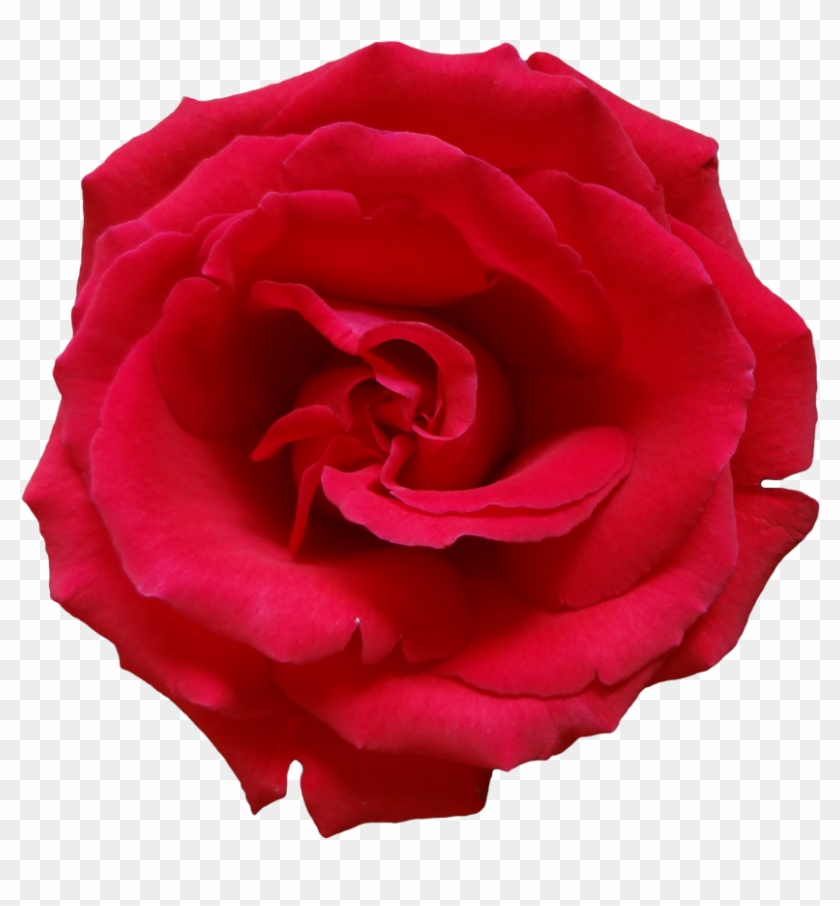 Rose Png Flower Images, Free Download - Transparent Background Roses Png Clipart #73034