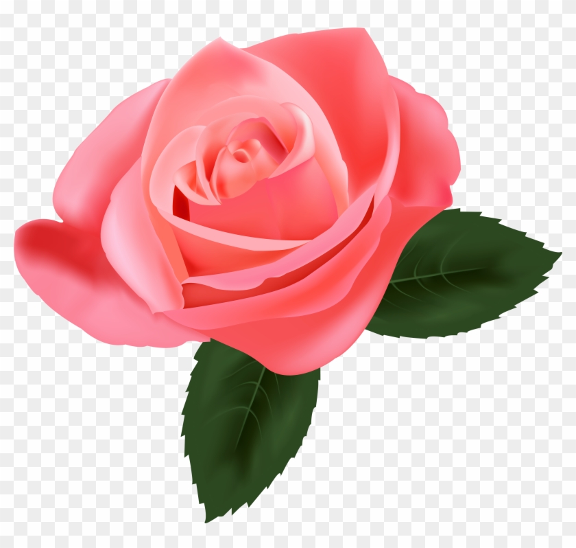 Banner Black And White Download Pink Best Web Pink Rose Flower