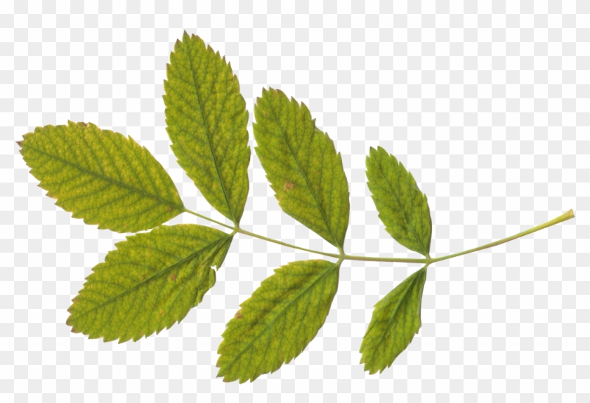Green Leaf Png - Stem And Leaf Png Clipart #73660