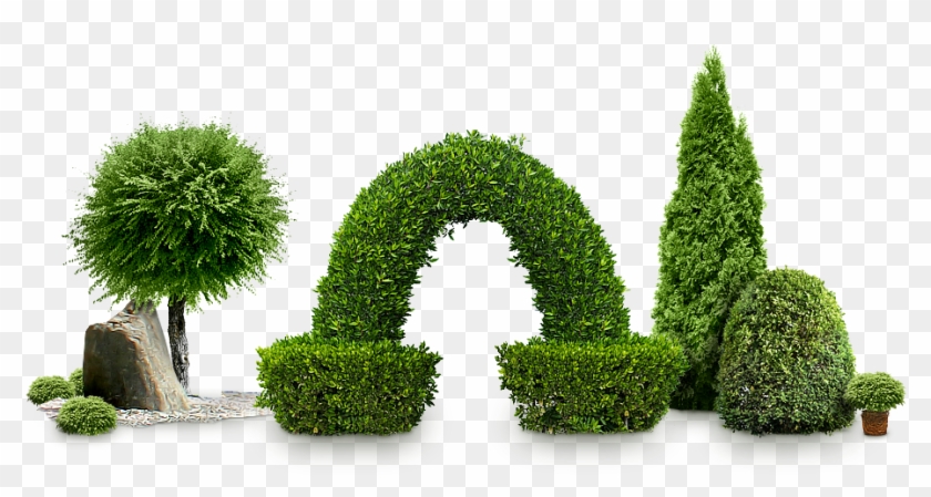 Bushes Png Image - Bush Plant Png Clipart #74266