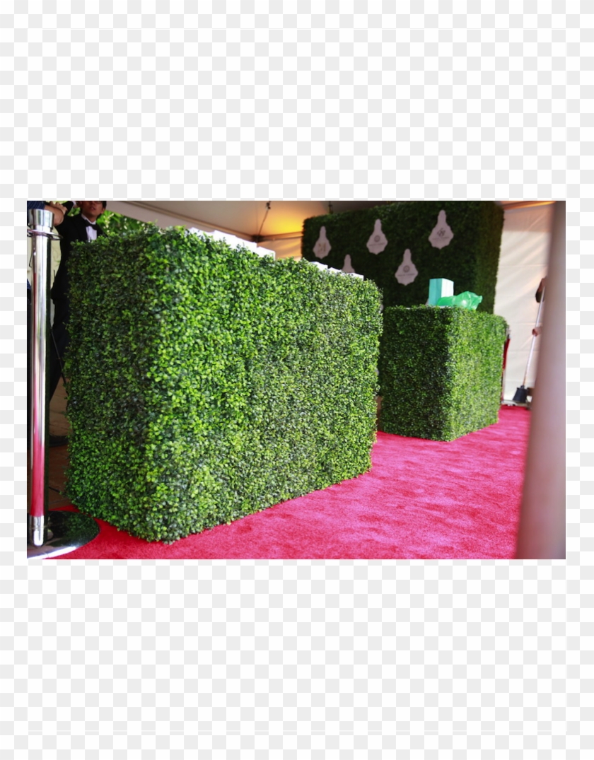 Curate Boxwood Hedge Checkin Counter - Hedge Clipart #74460