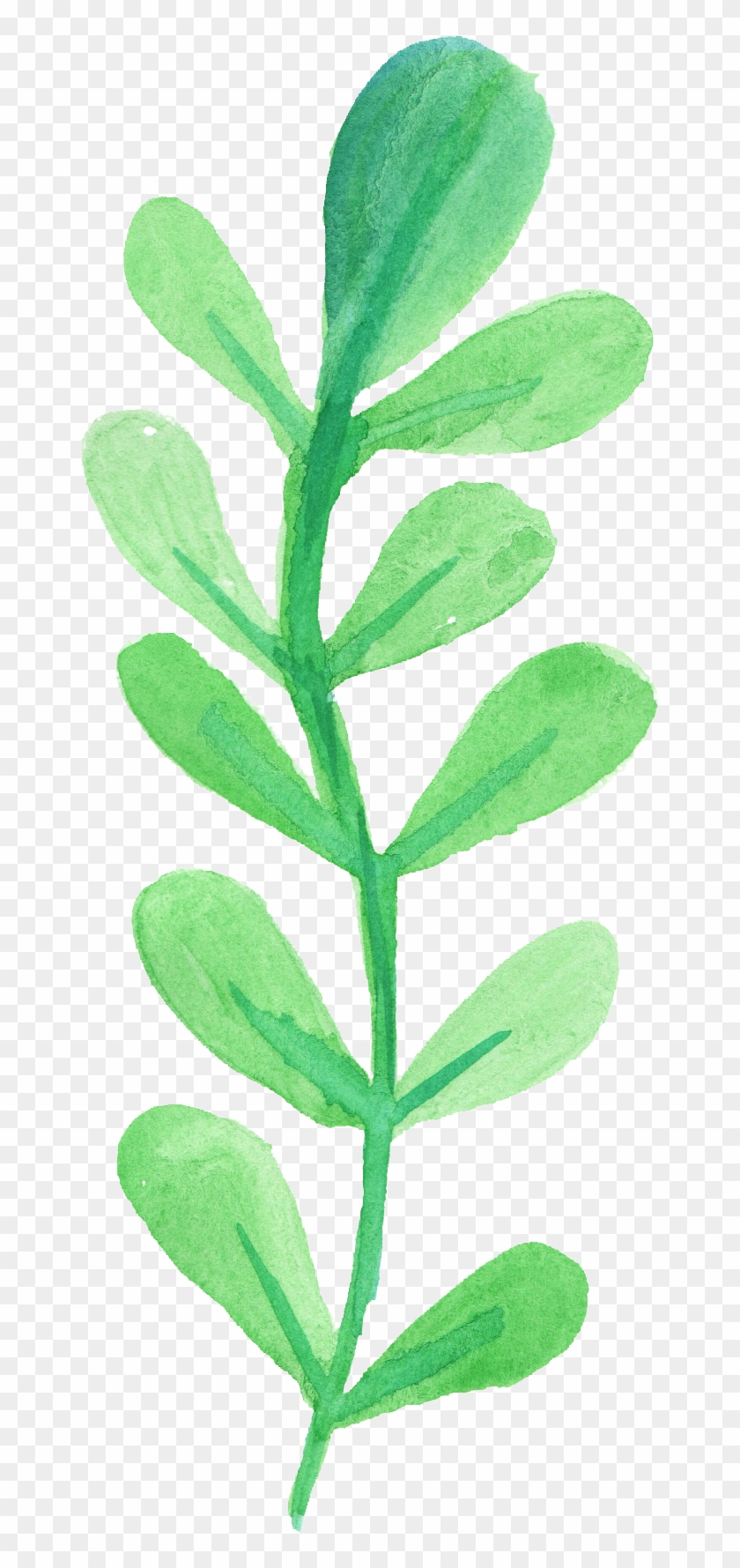 Free Download - Watercolor Leaf Transparent Background Clipart