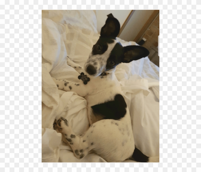 Photo Of Zarya - Companion Dog Clipart