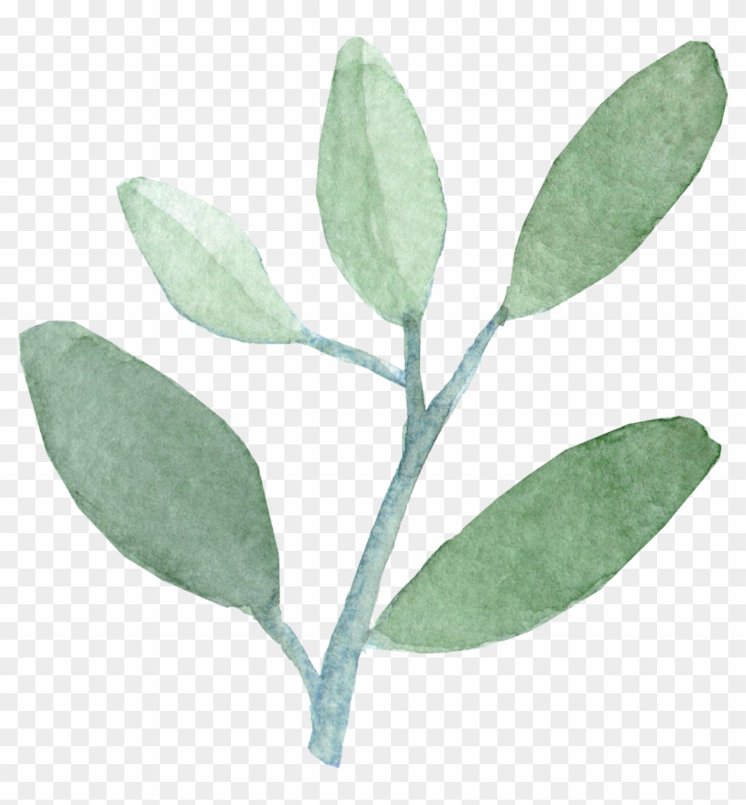 Watercolor Leaves Png Clipart #74647