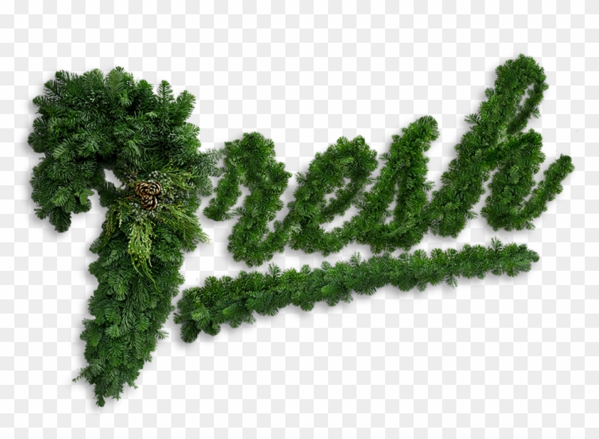 Jet Fresh Flower Distributors Has Fresh-cut Greens - Pond Pine Clipart #74704