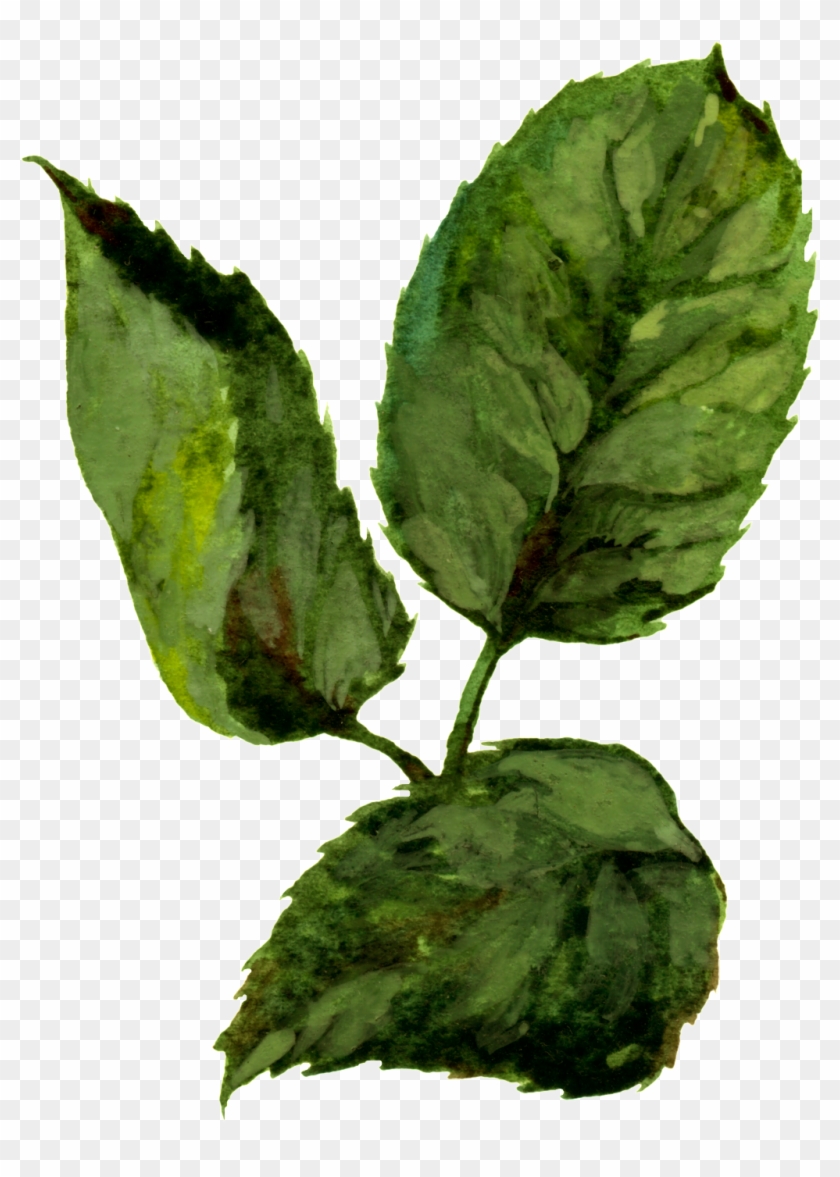 Hand Painted Three Slices Of Watercolor Leaves Png Clipart