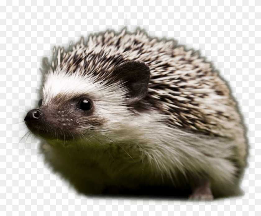 Hedge - European Hedgehog Clipart #74883