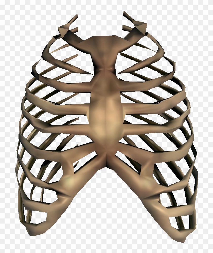 Rib Cage Transparent - Ribcage Png Clipart
